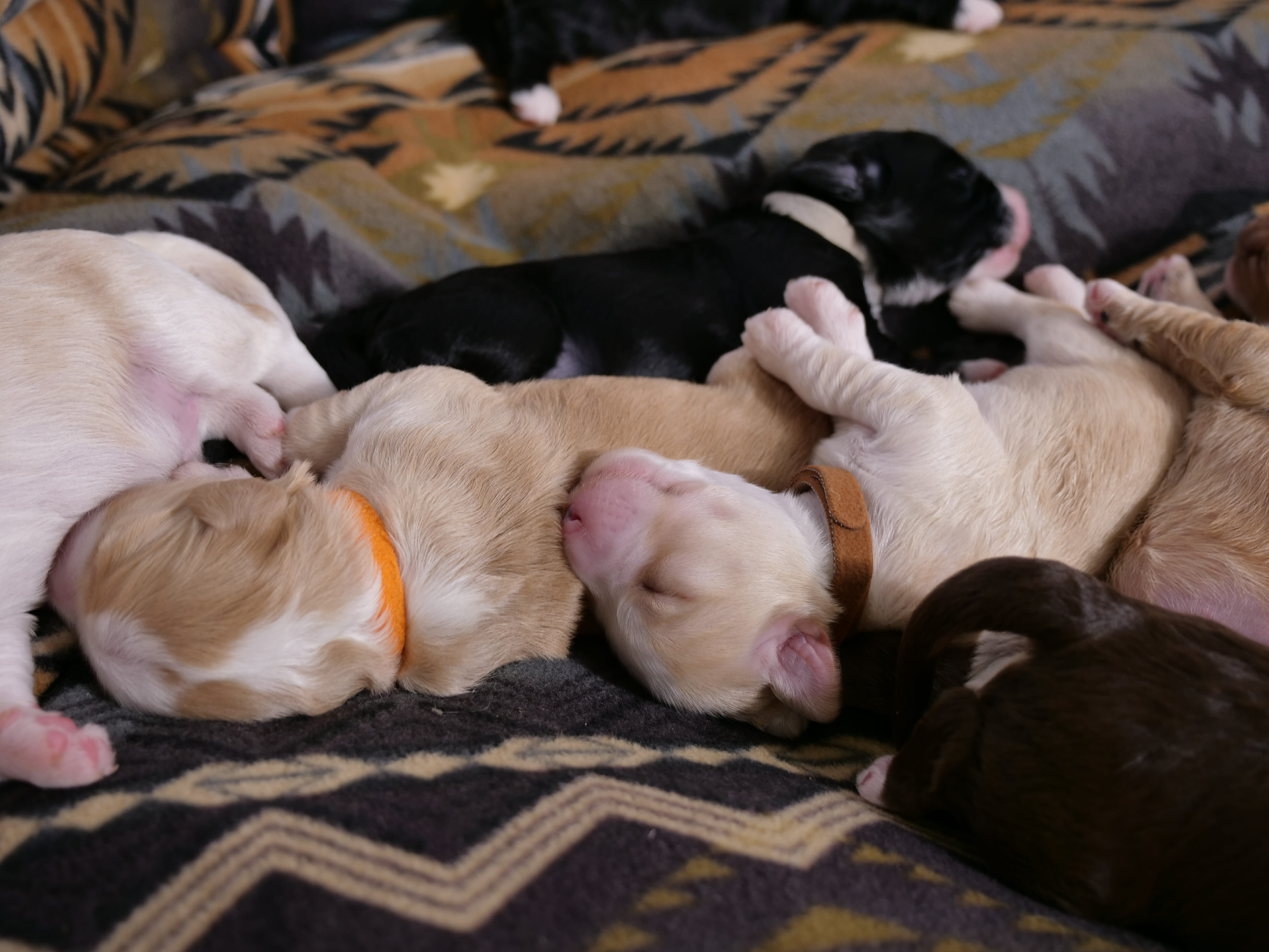 A row of sleeping 1-week old labradoodle puppies sleeping cuddled together. A black puppy is in the background. The foreground has 2 puppies, one is light caramel colored with an orange collar. The other is a cream colored puppy with a brown collar. On the left just the belly of a cream colored puppies belly. The right side has the top of a black puppies head and neck.