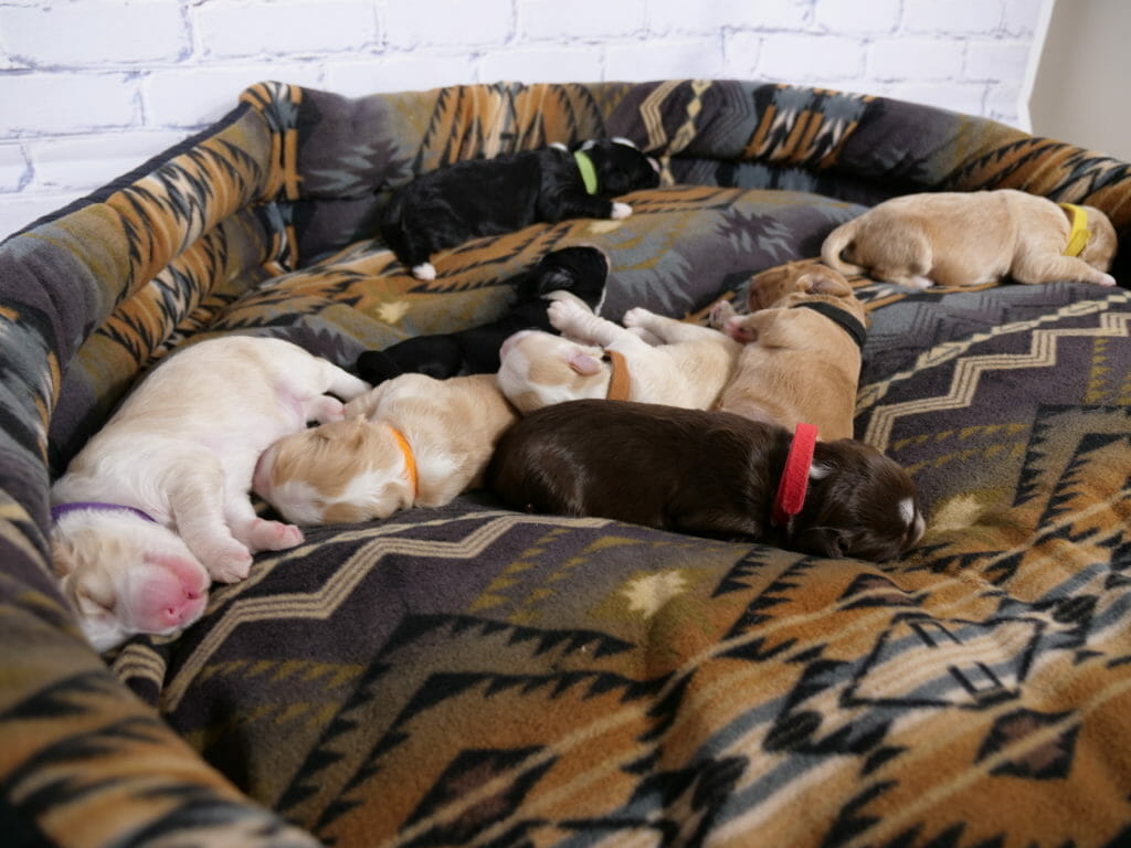 a large multicolored dog bed with a litter of eight 1-week old labradoodle puppies asleep across it. There are 3 black/brown puppies and 5 cream/caramel puppies with varying shades and patterns.