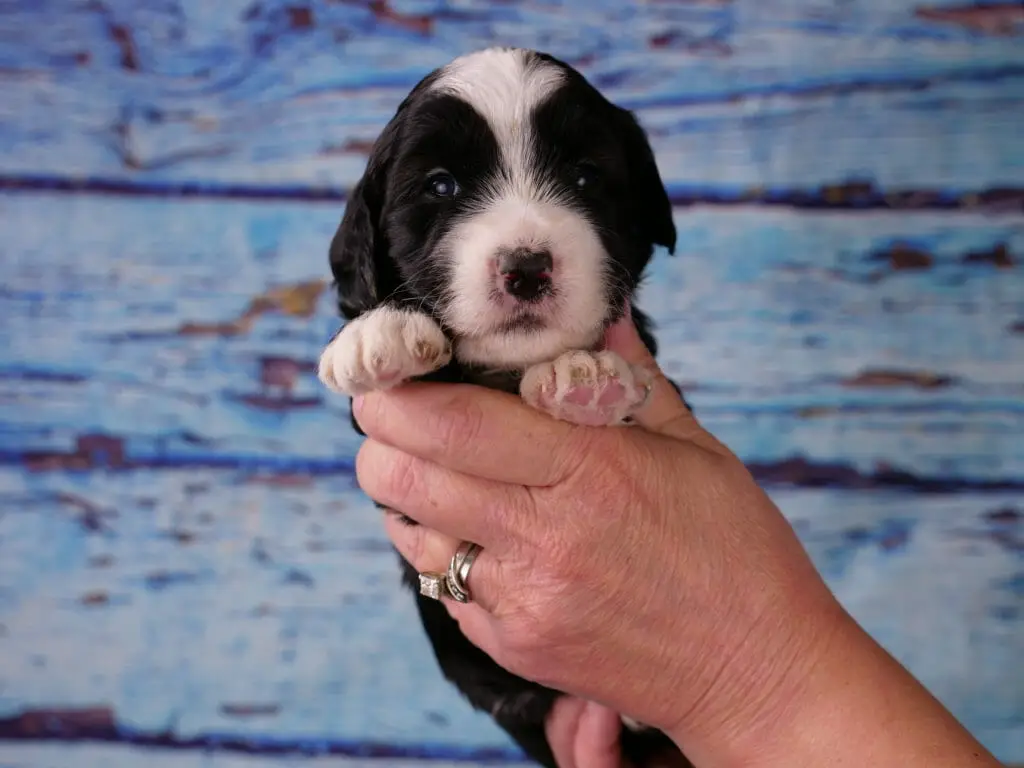 black and white puppy being held and facing the camera with a blue distressed wood background