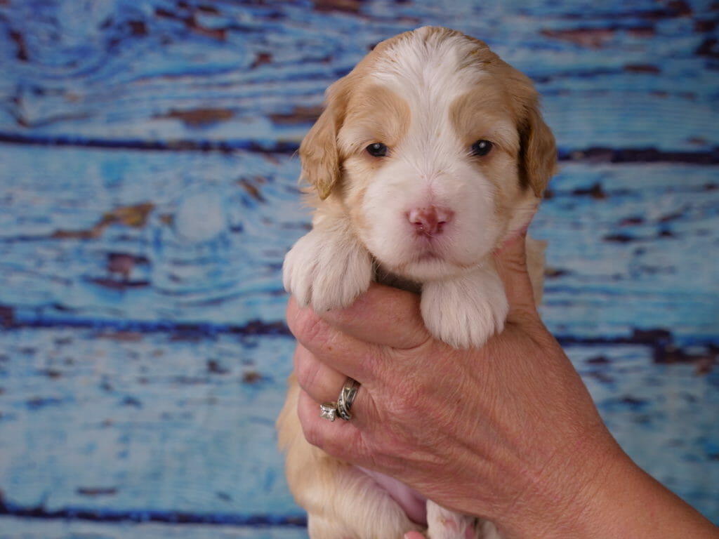 Caramel and white labrdoodle puppy. Puppy has phantom markings. Lots of white on the puppy's head and feet.