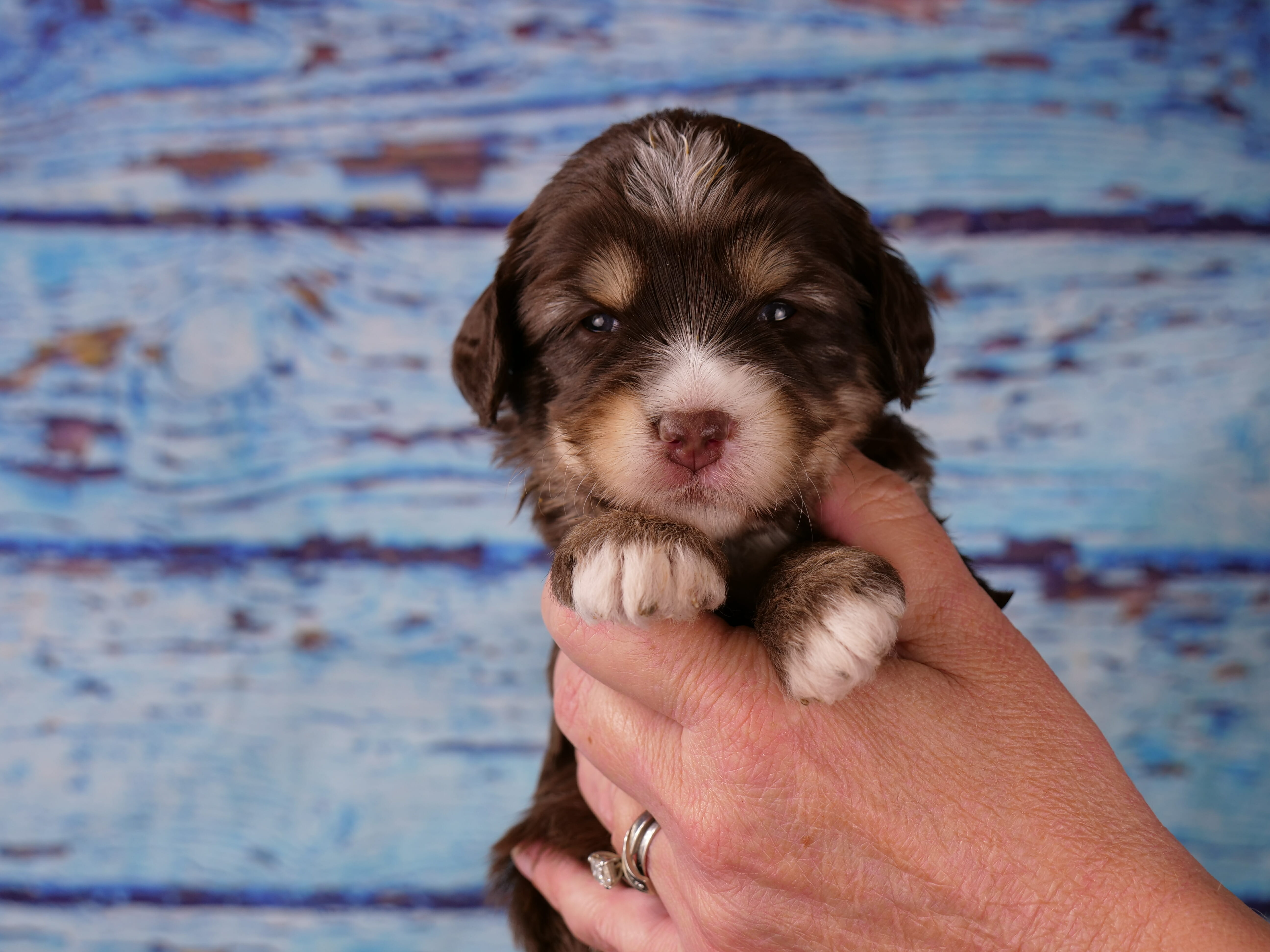 Chocolate phantom labradoodle puppy being held. Puppy is chocolate with copper markings and a white nose and legs.