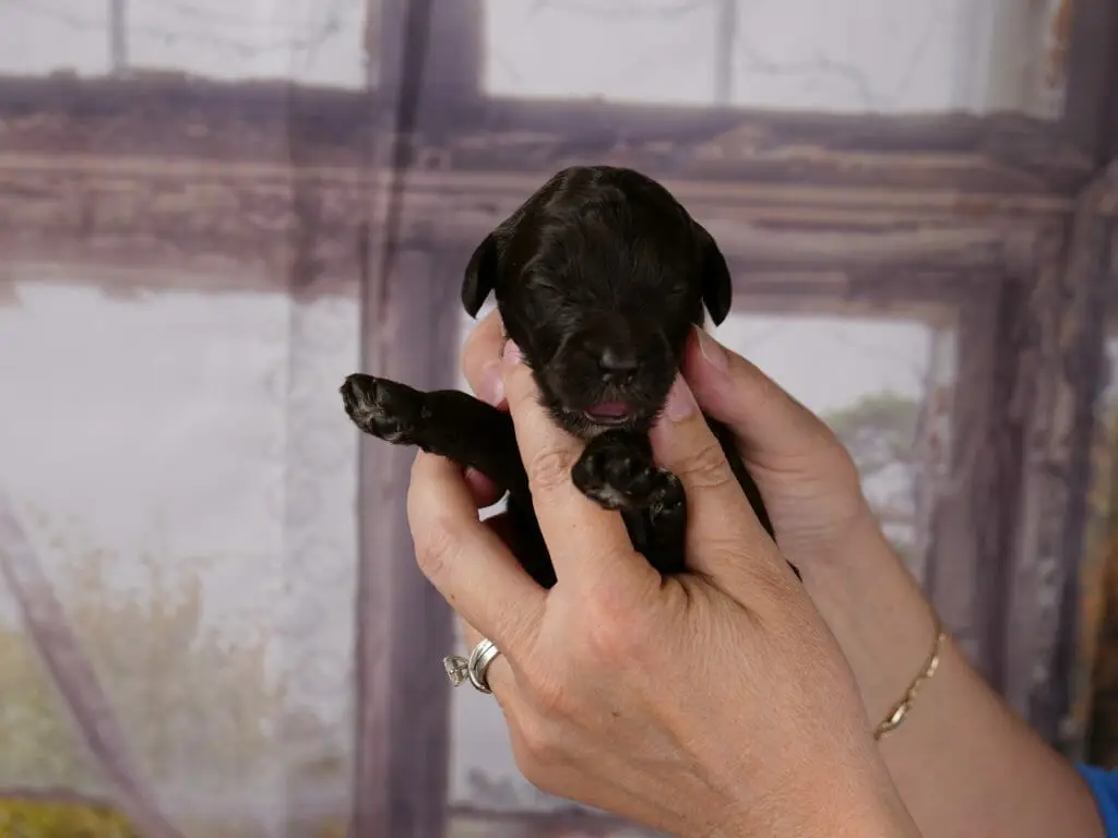 1-week old dark chocolate labradoodle puppy, held in someones hands he is yawning and stretching his front paws out.