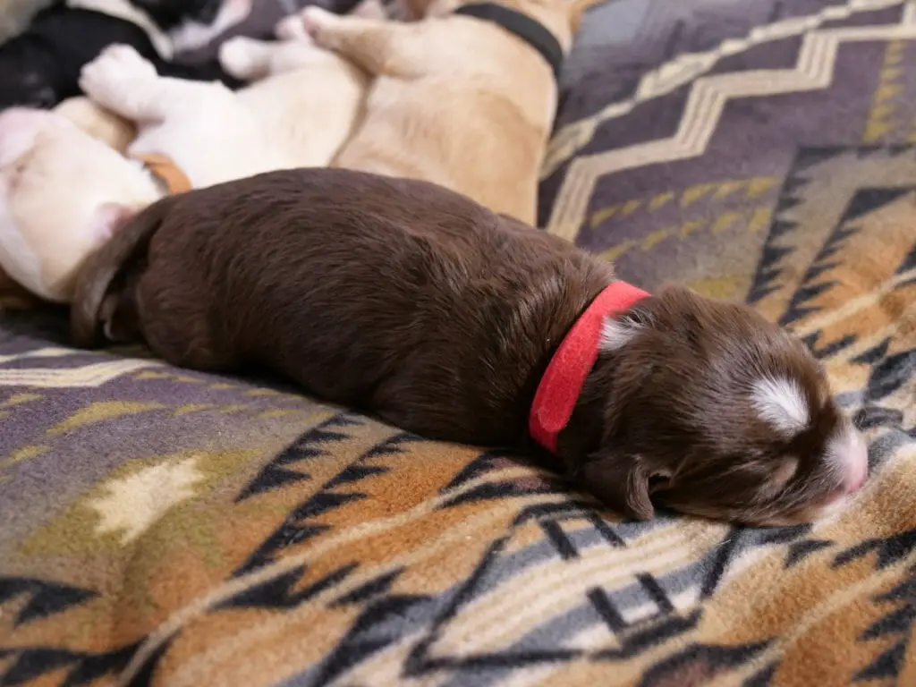 1-week old dark chocolate labradoodle puppy asleep on a patterned dog bed. Wearing a red collar with a white patch on the top of her head and a tiny patch of white on the scruff of her neck. In the background 2 sleeping light colored labradoodle puppies from the same litter