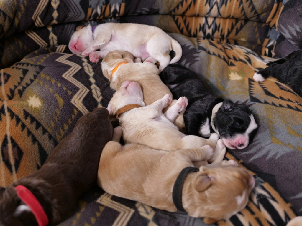 six 1-week old labradoodle puppies asleep cuddled together on a large multicolored dog bed. The puppies are varying shades of cream to caramel with 1 black and white puppy and 1 chocolate brown.