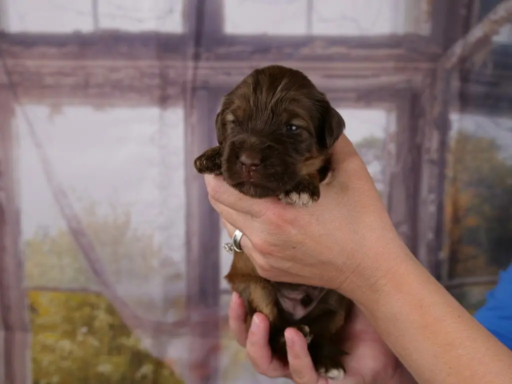 2-week old chocolate sable labradoodle puppy. Eyes are open and looking towards the left of the camera.