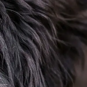 Close up of Black Labradoodle Coat color
