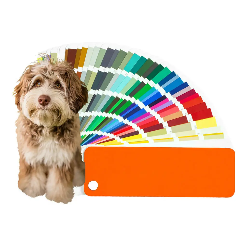 An image of a Labradoodle Puppy and a collection of paint chips