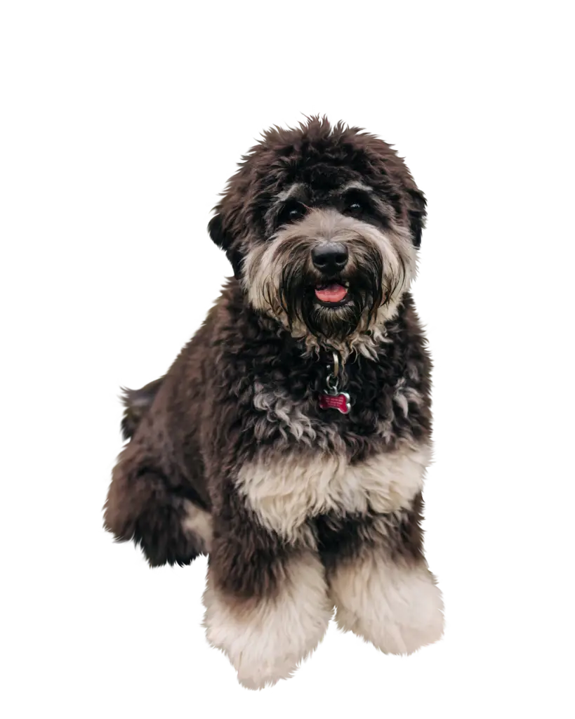 A Black Phantom Labradoodle with white (ish) paws, a band accross lower chest, a white moustache and some other markings. The image is cut out from the background.
