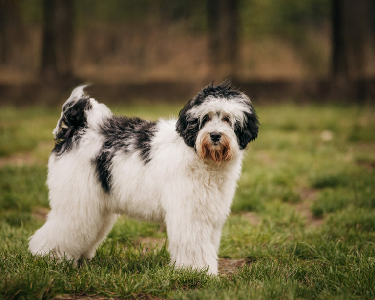 Labradoodle Mom, black and white (like a jersey cow). She is side on to the camera and standing with her head looking at the camera in a field of grass.