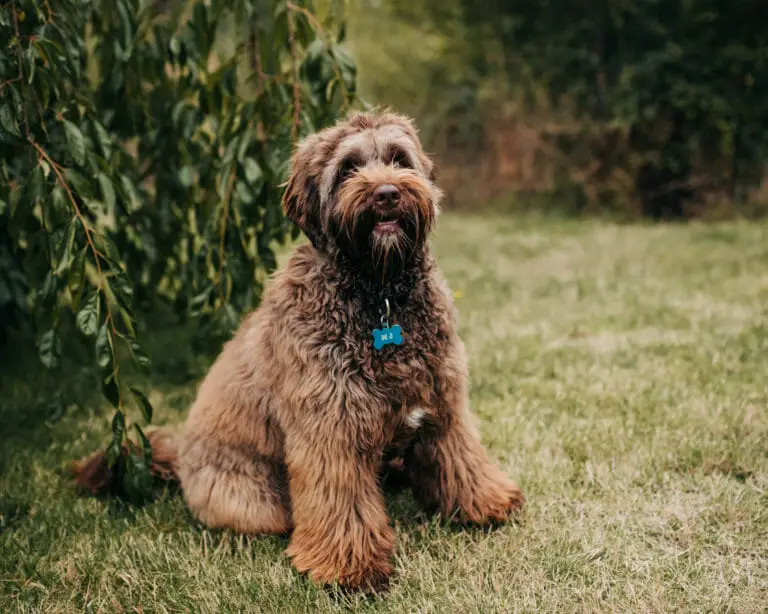 MJ Labradoodle mom chocolate colour, she is sitting with her front legs a but splayed, has a goofy look on her face looking at the camera with body pointing slightly away from the camera.