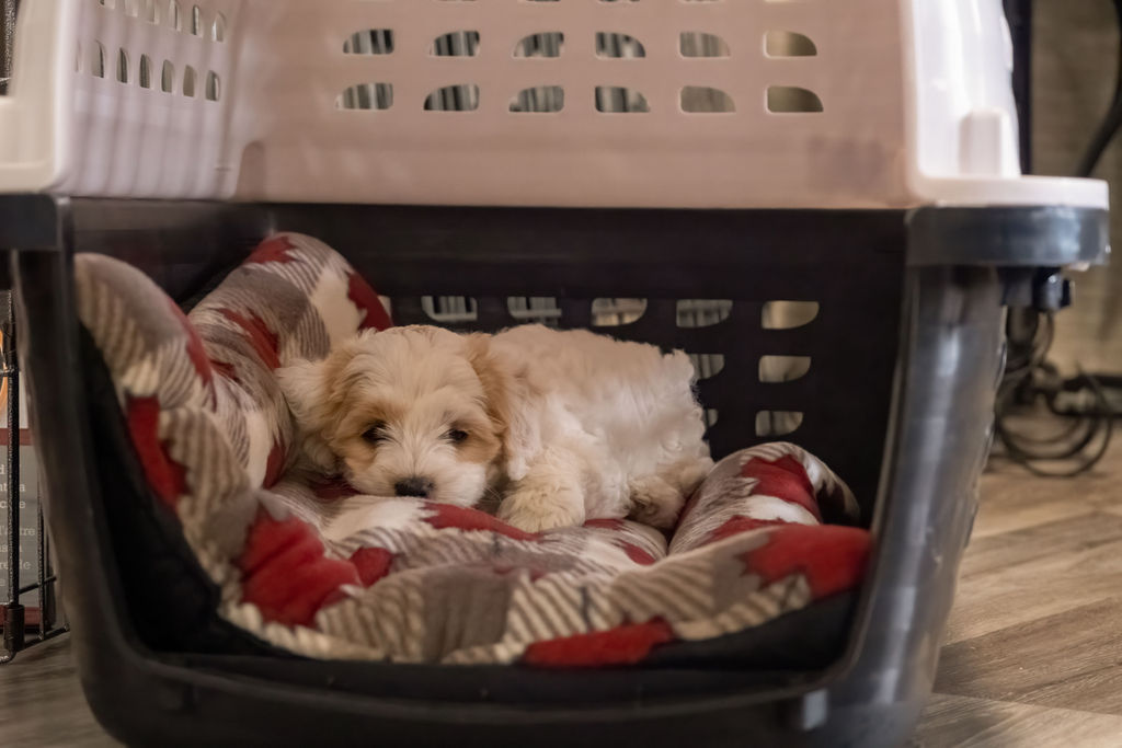 A cute parti labradoodle puppy sleeping in a crate with a crate mat. The puppy's eyes are open, but it is clearly ready for a nap!