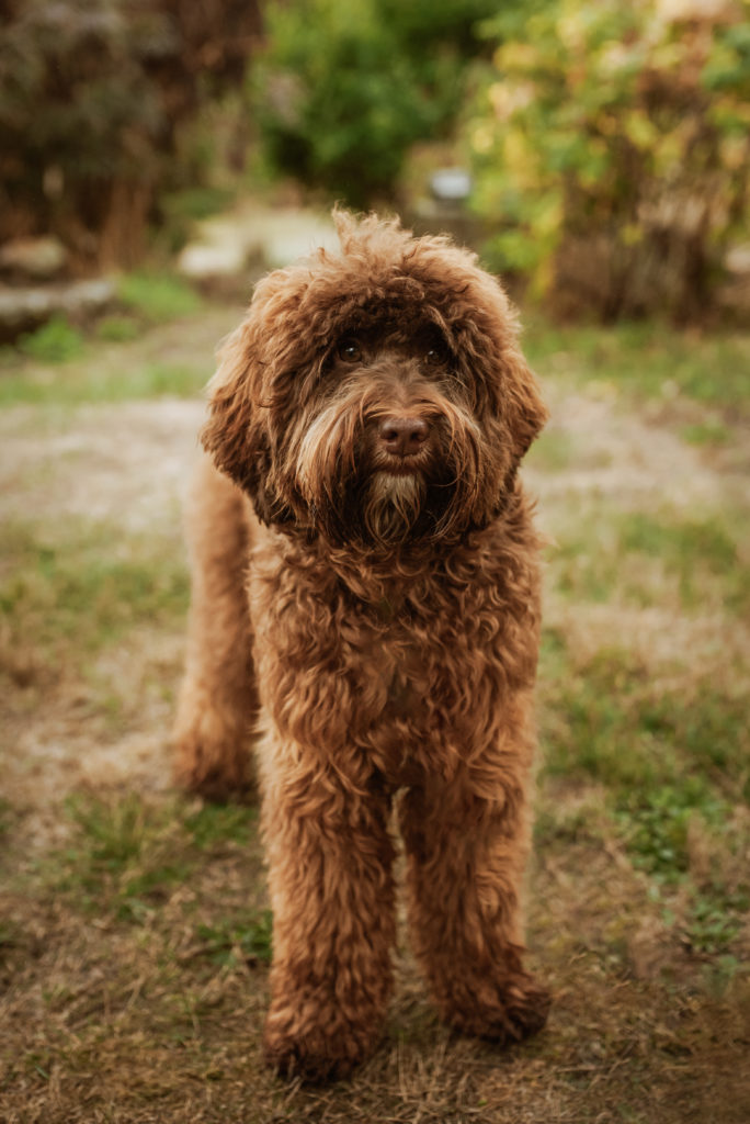 Chocolate labradoodle standing on all fours, head pointed towards camera, shot is slightly down and camera left