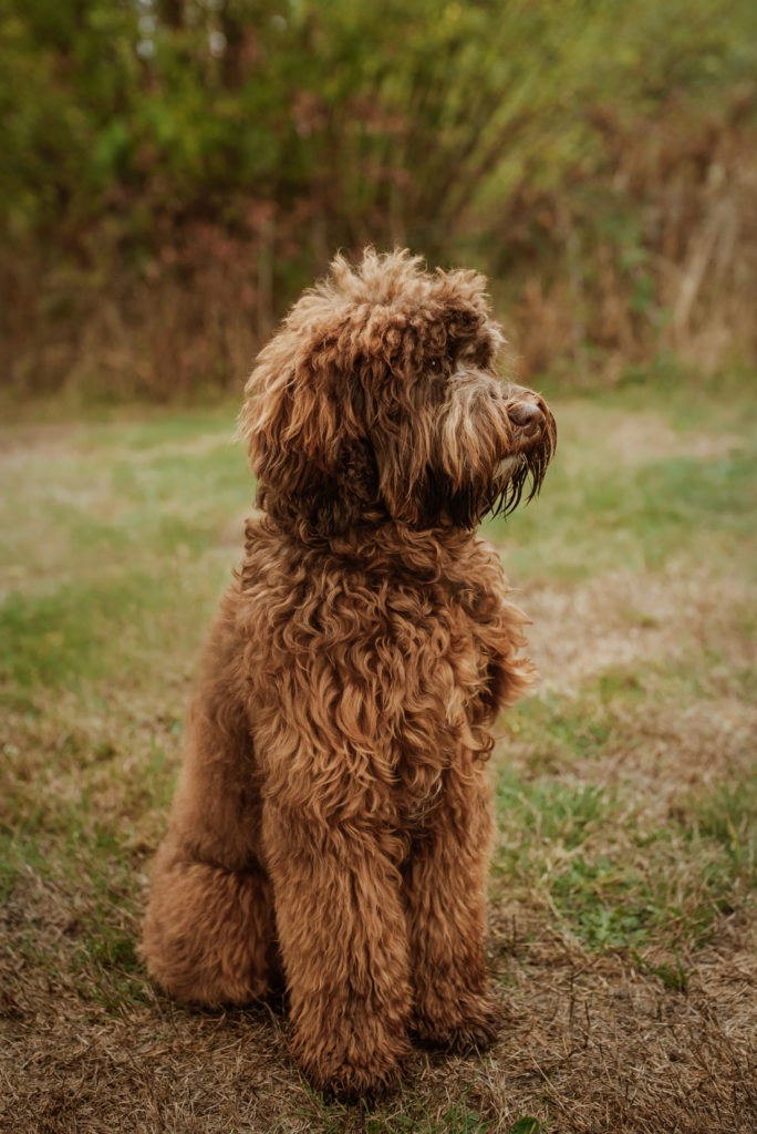 Chocolate Labradoodle sitting and faced to camera right