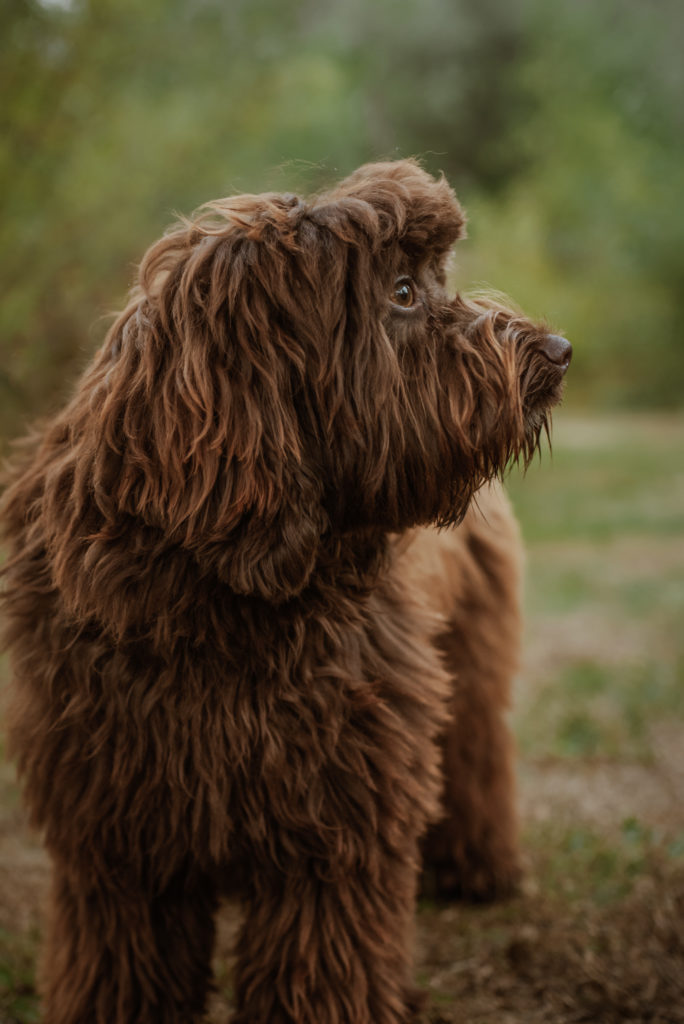 Chocolate labradoodle, standing on all fours, head faced away and camera right, camera is very close in