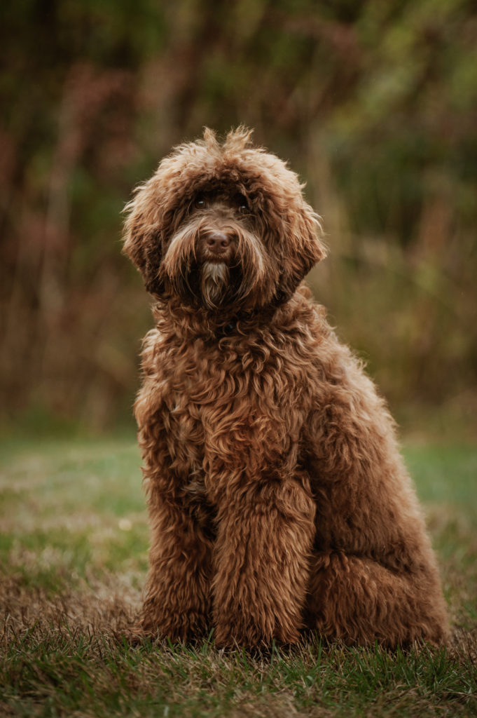 Chocolate coloured labradoodle. She is sitting, body pointed camera left and looking at the camera