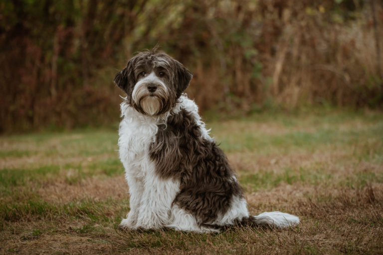 Misha has white through her chest, face, back and tail and "black" in other spots. Not a jet black, a bit like a jersey cow, her chest fron on is white with a black blaze left and down. In this photo she is sitting very nicely body pointed camera left and looking at the camera