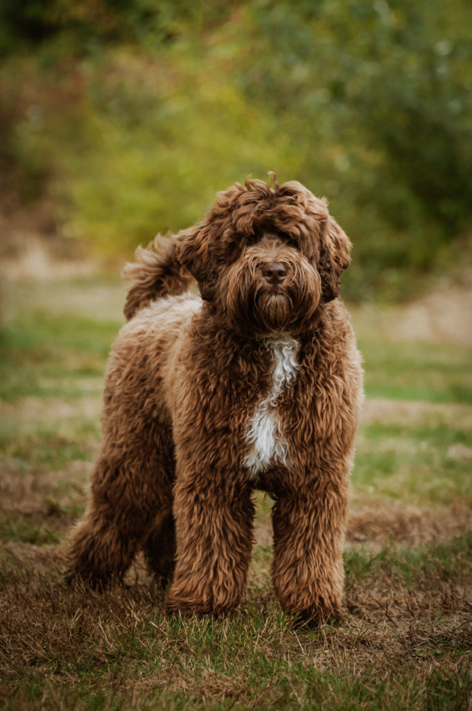 Chocolate Labradoodle male with a white blaze on his chest facing slightly to camera right and standing on all fours