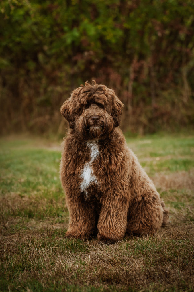 Chocolate Labradoodle male, sitting facing the camera, he has a white blaze on his chest