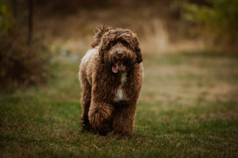 Chocolate Labradoodle Male, appears to be walking down a path towards the camera with his tongue hanging out!