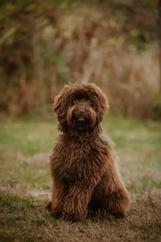 Chocolate Labradoodle sitting very politely and looking at the camera