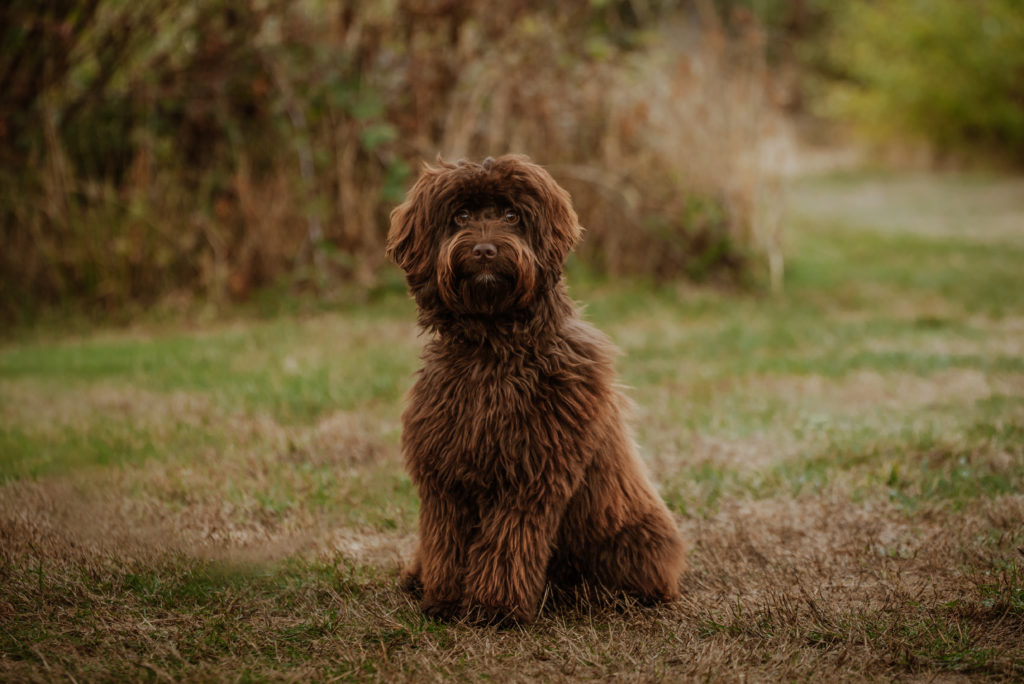 Cute small chocolate labradoodle. She is sitting looking at the camera. her eyes have had a lot of hair triming so you can really see her face