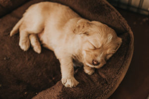 A small cramel puppy sleeping in a brown bed, head pointed camera right