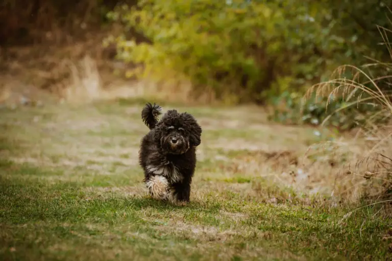 Tiny dark coloured labradoodle walking along a grass pathway. Anise has a brown sock on her left front foot and a horizontal white blaze on her lower chest