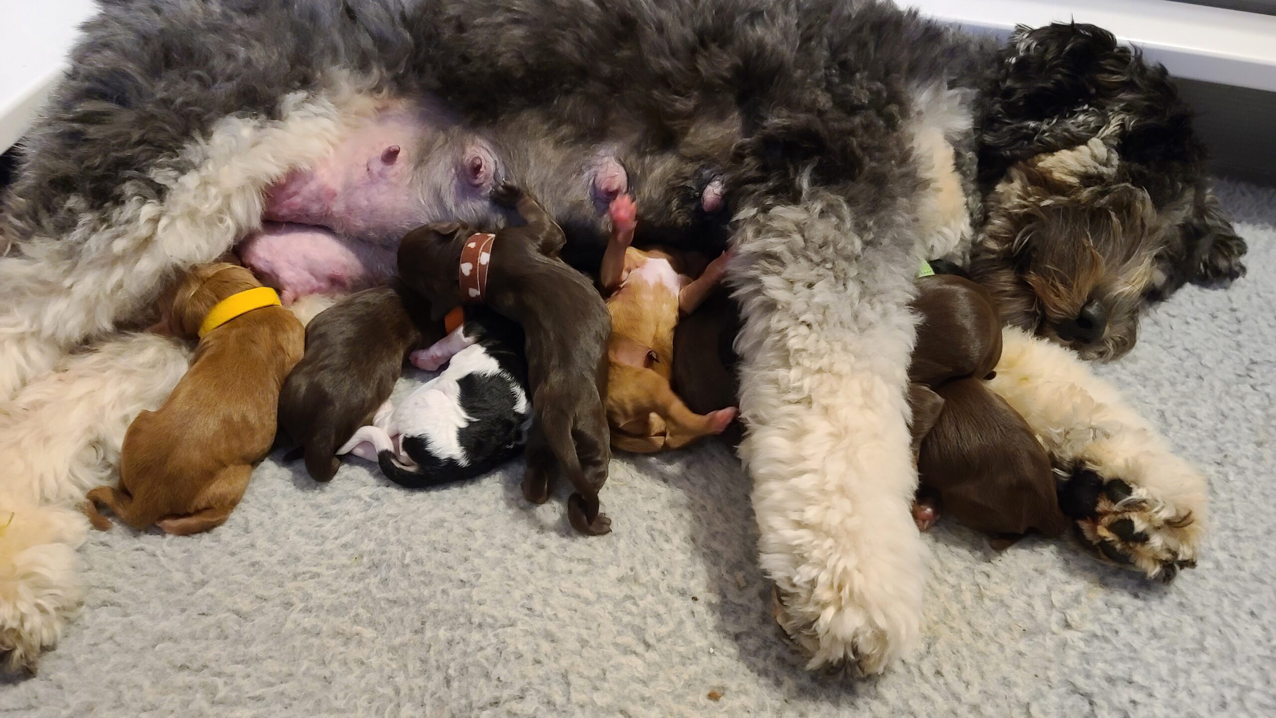 Labradoodle_Puppy_TOT_Birth_Group