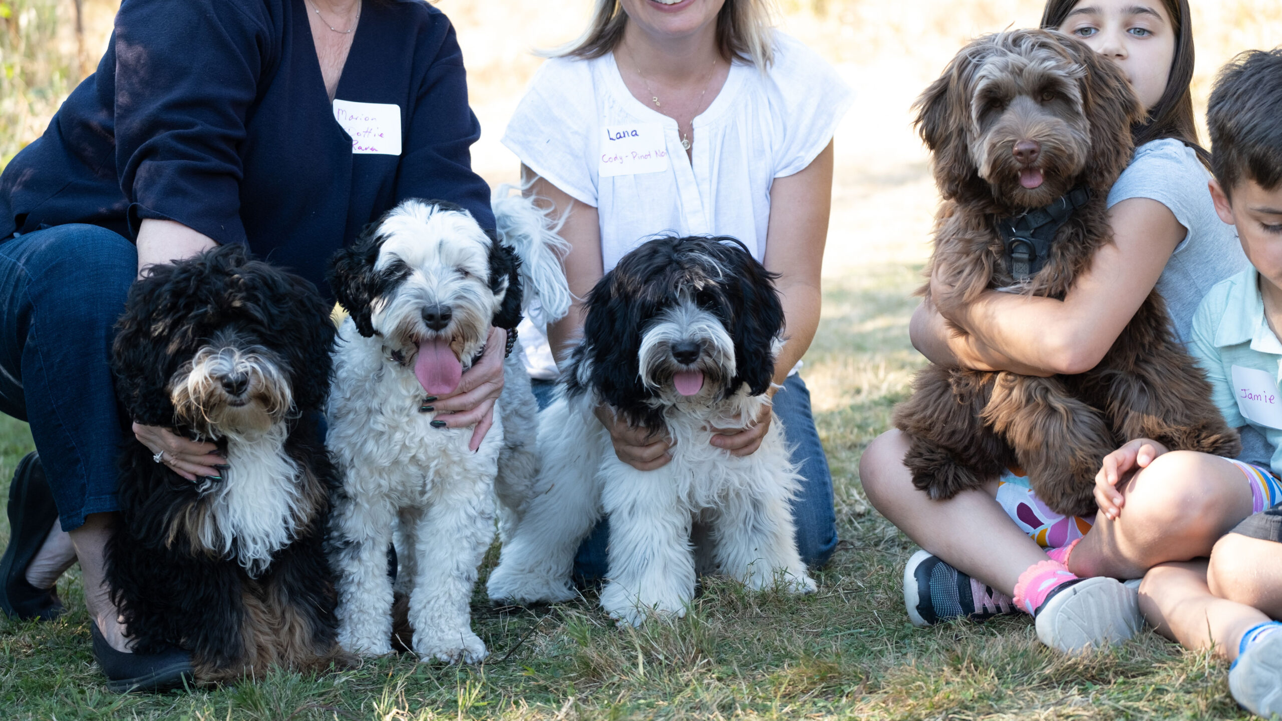 2022 Labradoodle family reunion: Over 60 dogs and a hundred families