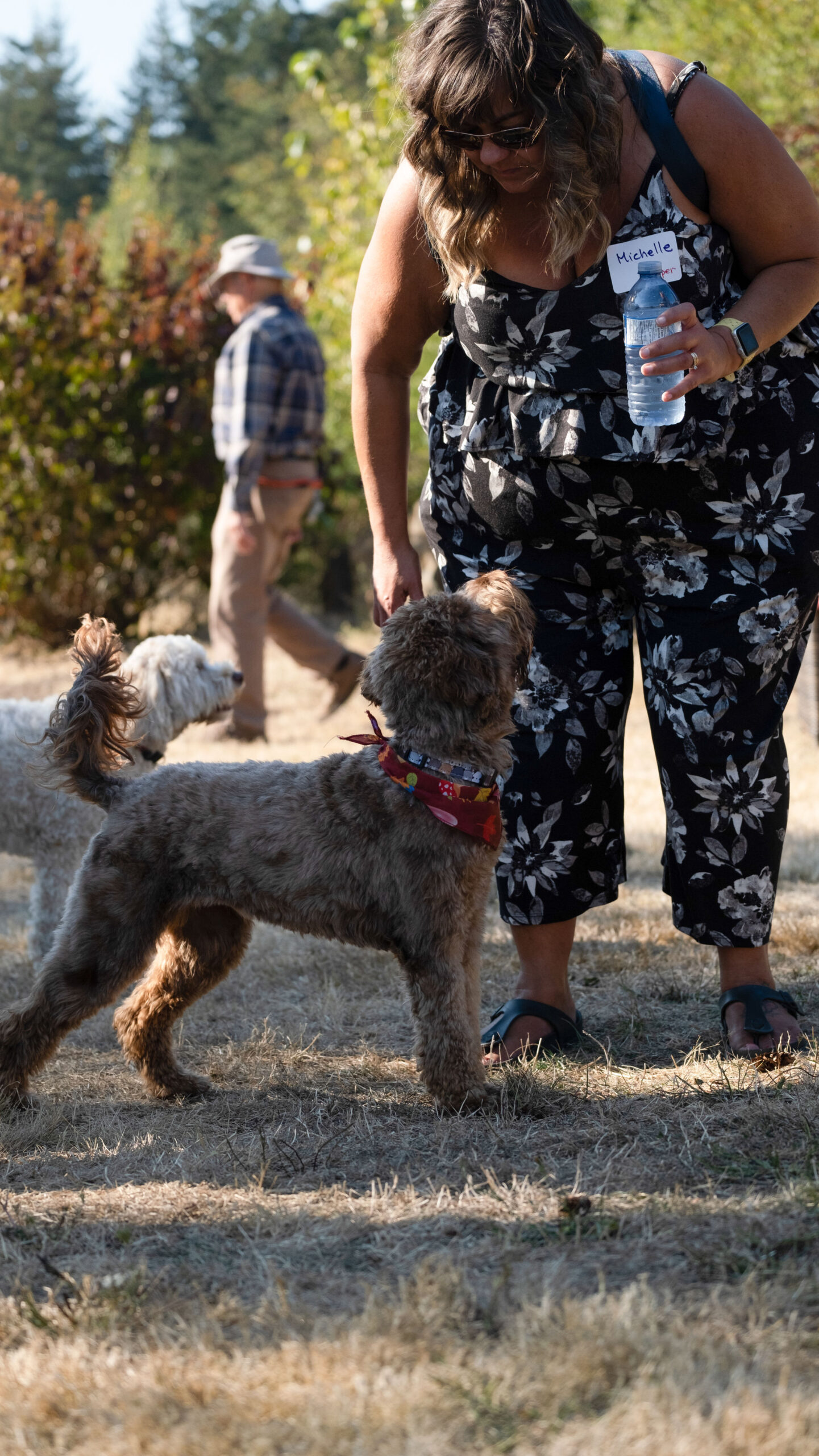 2022 Labradoodle family reunion: Over 60 dogs and a hundred families