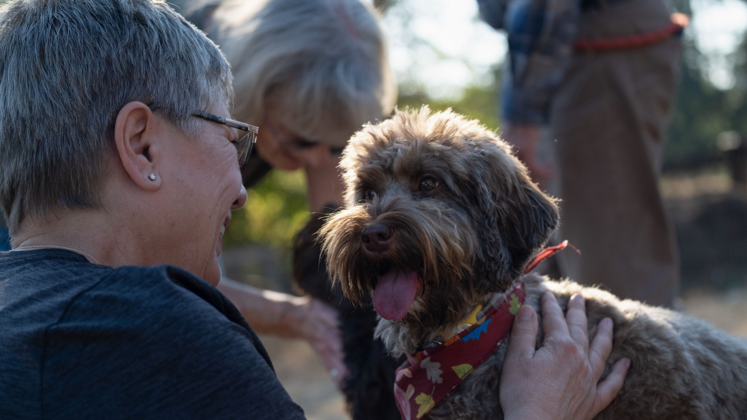 2022 Labradoodle family reunion: Over 60 dogs and a hundred families