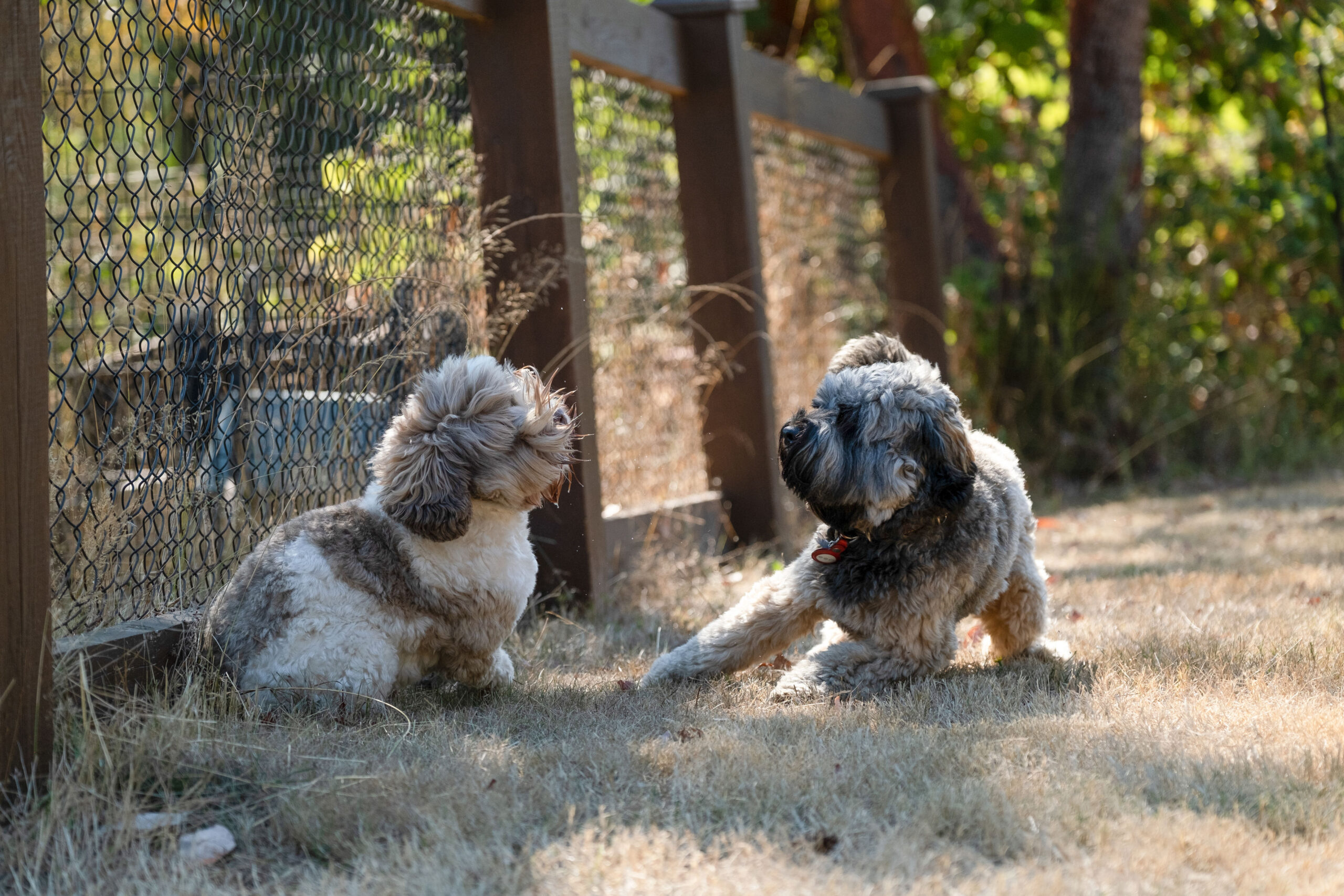 2022 Labradoodle family reunion: Over 60 dogs and a hundred families