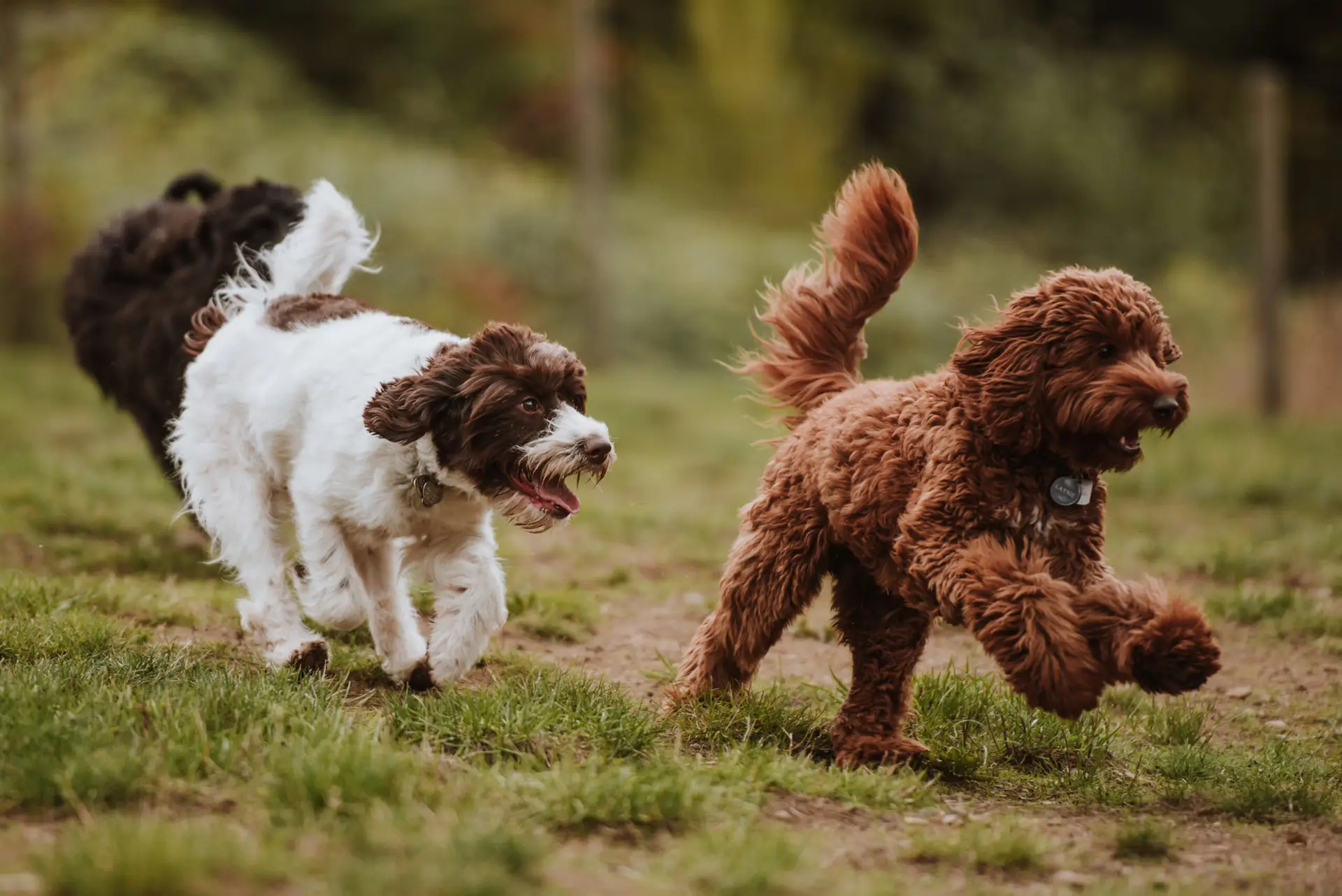 Action shot of a chocolate and parti labradoodle running around