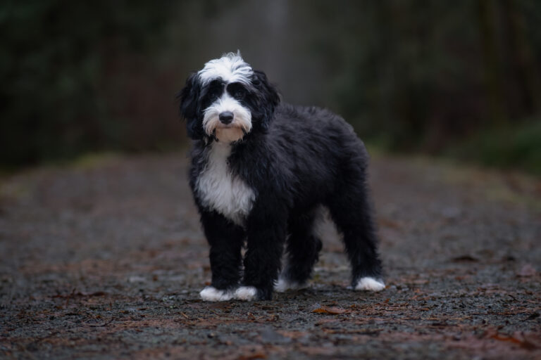 Checkers is a Black dog with a white stripe that runs down his head, black around his eyes, the white continues to his chest. In this picture he is outside on an overcast day