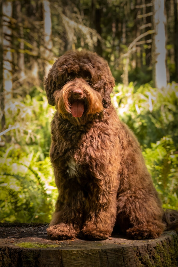 Labradoodle fleece hotsell