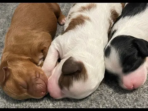 We post the videos and pictures with an automation so we can't accurately describe the image, but it is safe to say their are cute puppies in it!