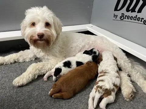 We post the videos and pictures with an automation so we can't accurately describe the image, but it is safe to say their are cute puppies in it!