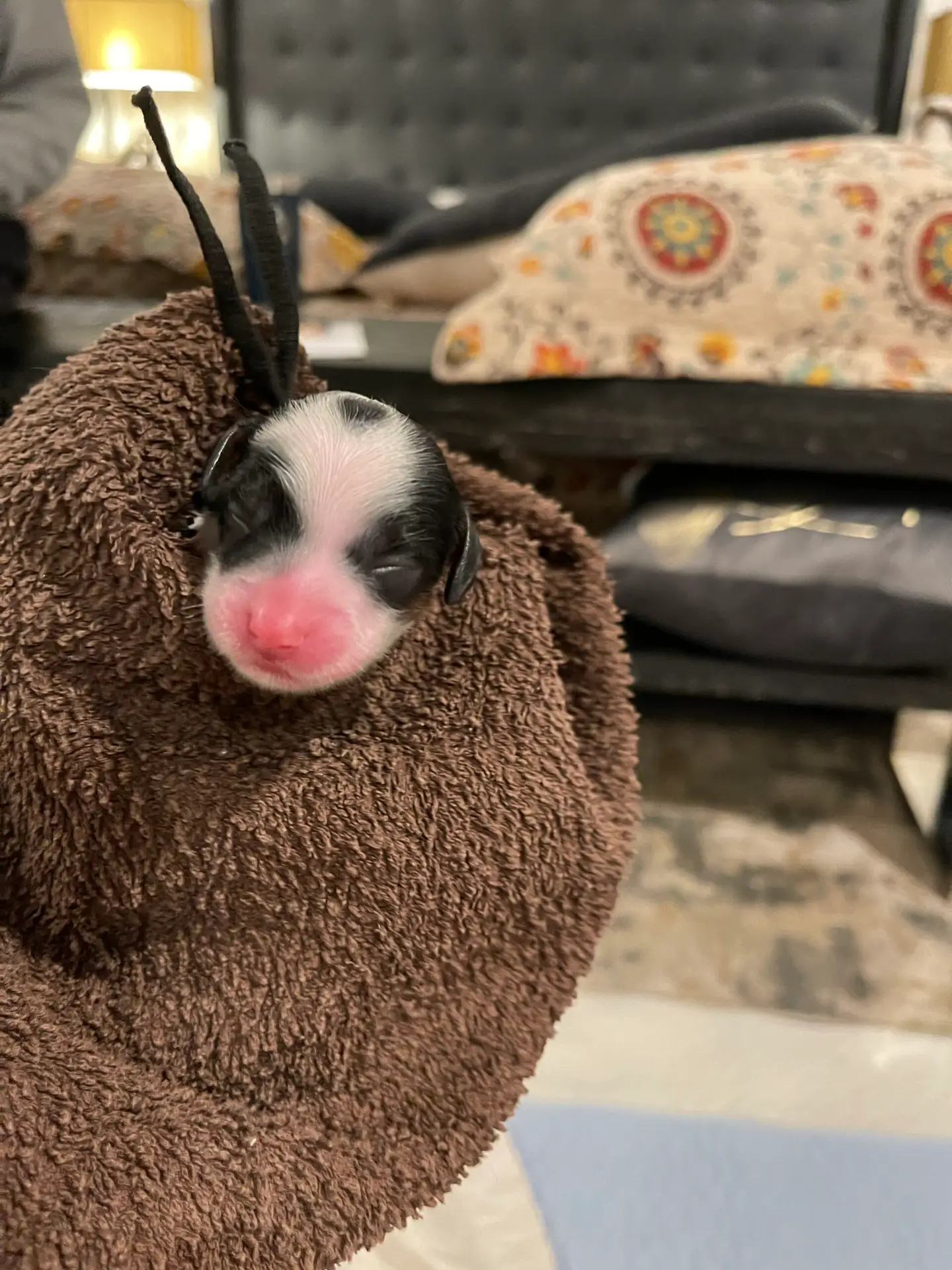 Black and White face of newborn puppy wrapped in a towel