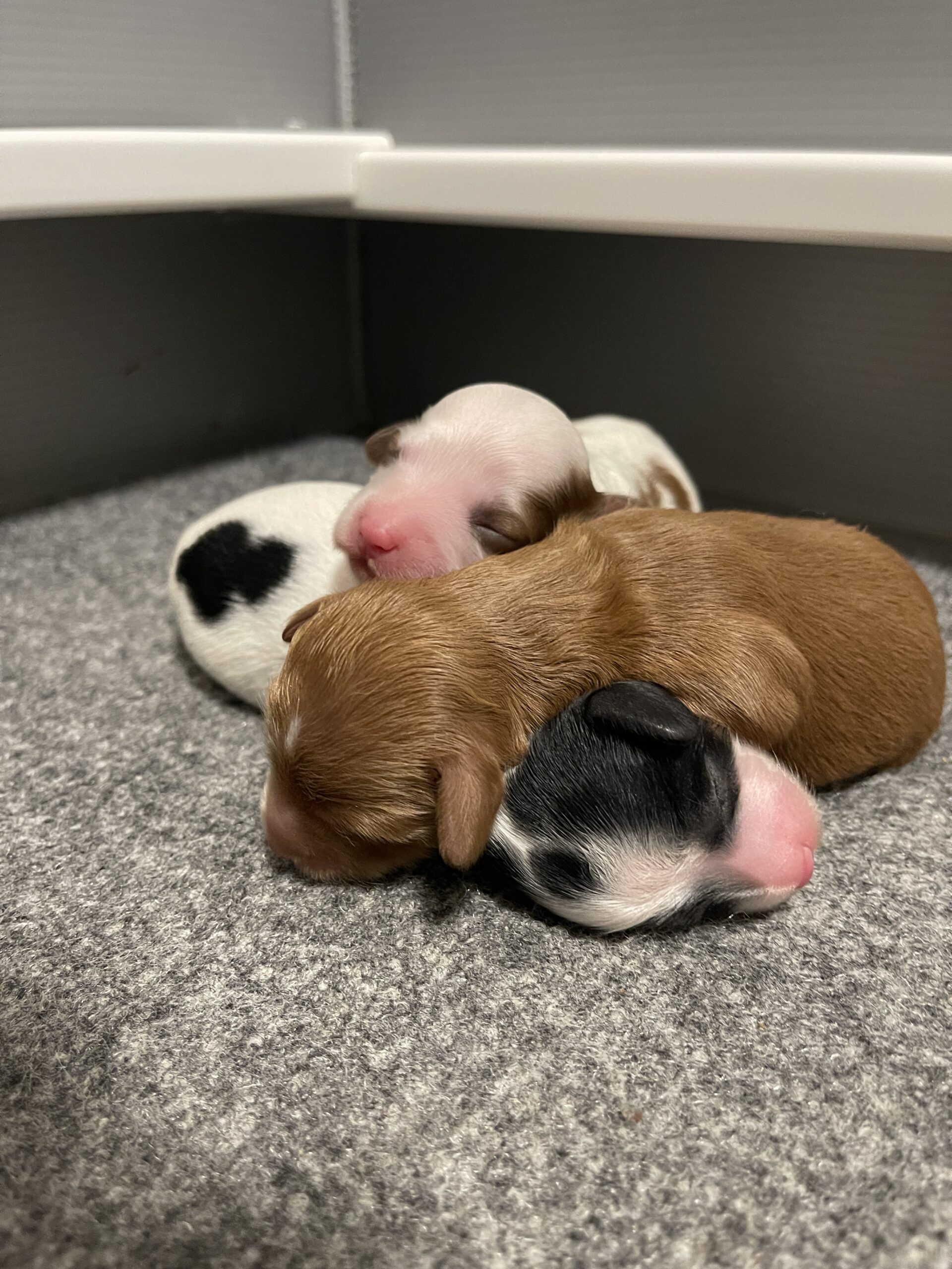 a small pile of puppies!. It is hard to see where one begins and anopther ends, they are piled on top of each other and sleeping. There is a black and white parti, a chocolate and a brown and white parti, the brown and white one's face is showing to the camera.