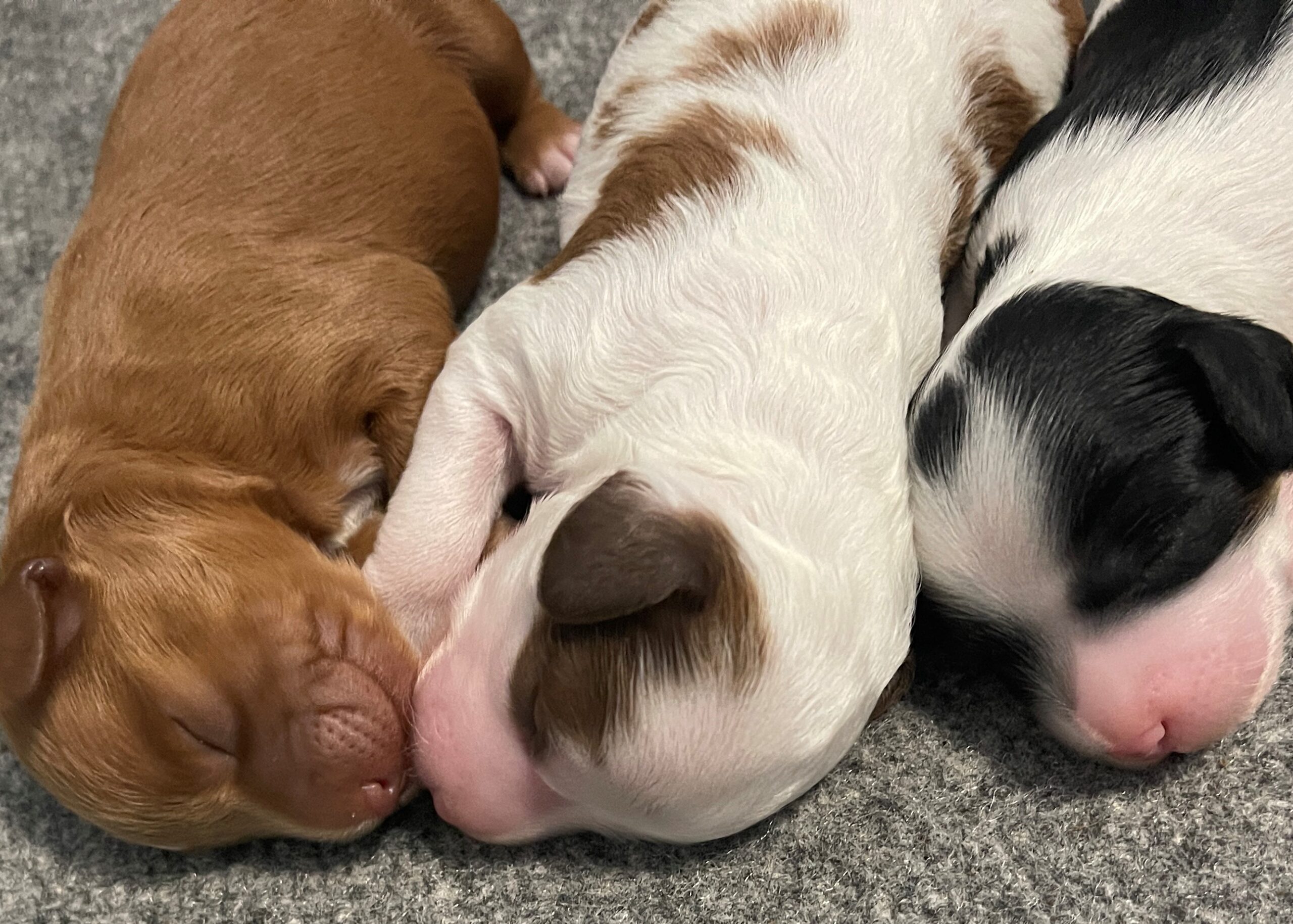 All three puppies in a line sleeping with their heads towards the camera