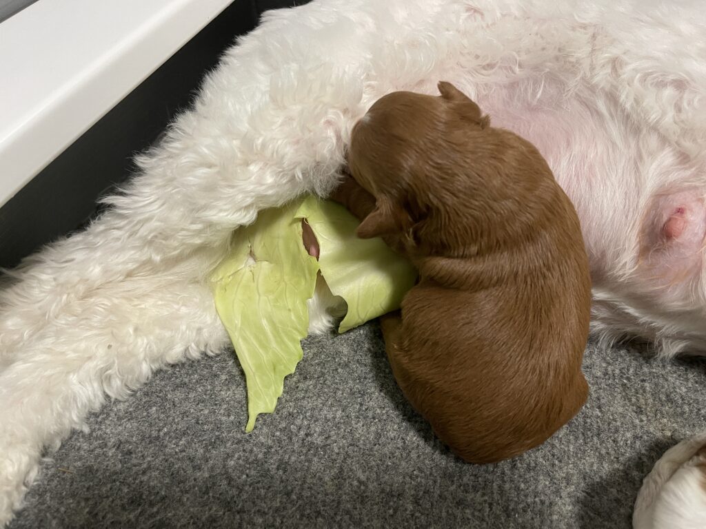 Natural Remedy for Mastitis and Adorable Puppy Milestones Van Isle