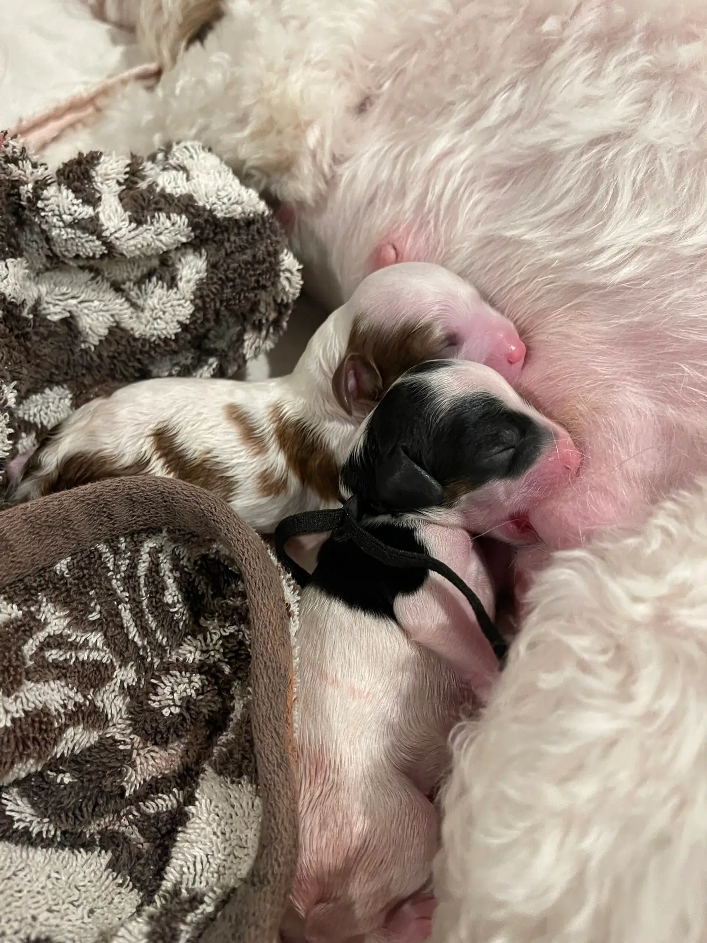 The first two puppies nursing at mom