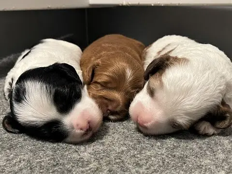 We post the videos and pictures with an automation so we can't accurately describe the image, but it is safe to say their are cute puppies in it!