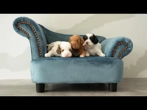 We post the videos and pictures with an automation so we can't accurately describe the image, but it is safe to say their are cute puppies in it!