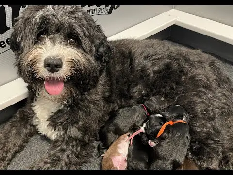 We post the videos and pictures with an automation so we can't accurately describe the image, but it is safe to say their are cute puppies in it!