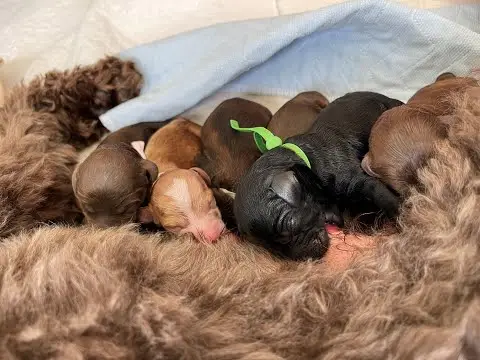 We post the videos and pictures with an automation so we can't accurately describe the image, but it is safe to say their are cute puppies in it!