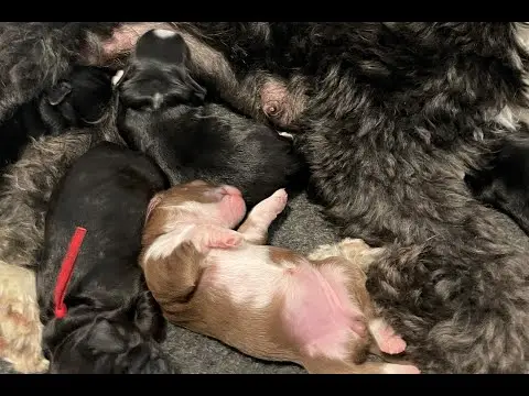 We post the videos and pictures with an automation so we can't accurately describe the image, but it is safe to say their are cute puppies in it!