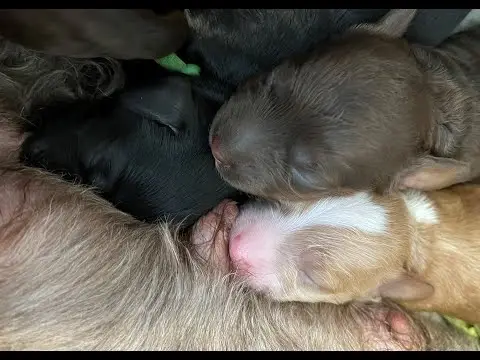 We post the videos and pictures with an automation so we can't accurately describe the image, but it is safe to say their are cute puppies in it!