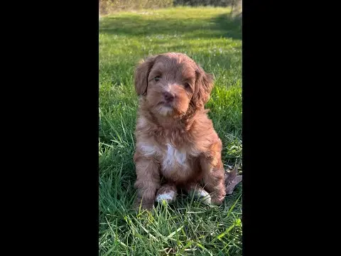 We post the videos and pictures with an automation so we can't accurately describe the image, but it is safe to say their are cute puppies in it!