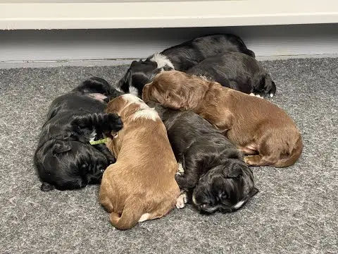 We post the videos and pictures with an automation so we can't accurately describe the image, but it is safe to say their are cute puppies in it!